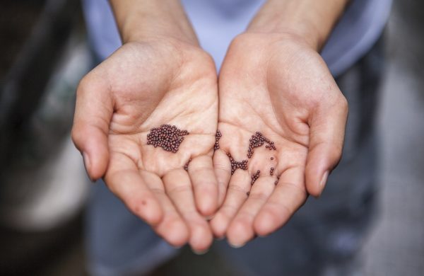 Duas mão juntas de alguém que mostra algumas sementes com aquilo que se planta em Janeiro e Fevereiro.
