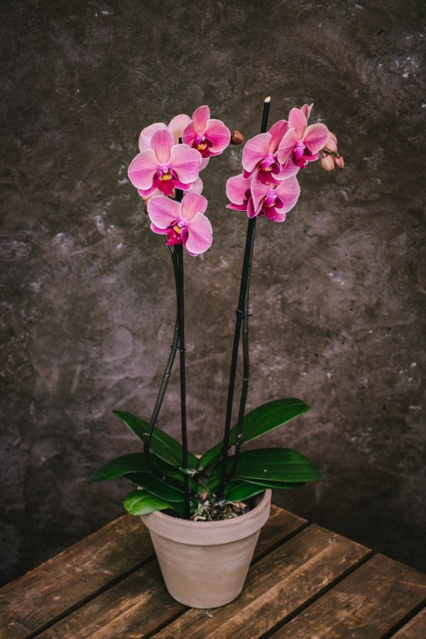 Phalaenopsis Pink