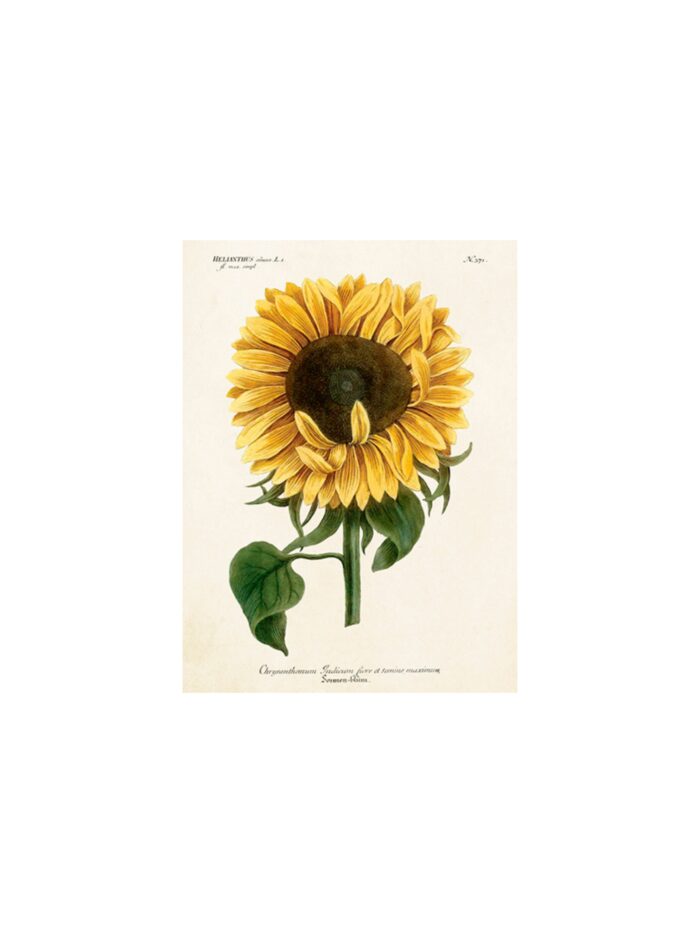 //POSTAL SUNFLOWER