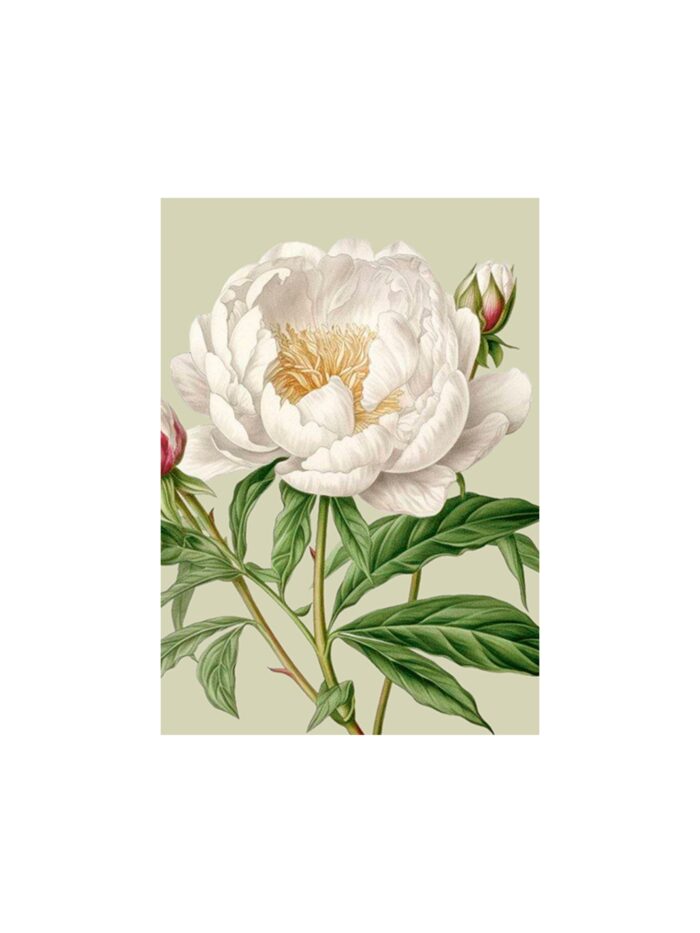 //POSTAL WHITE PEONY
